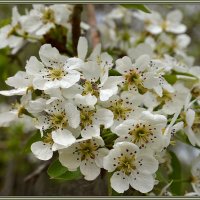 17.03.12 Цветет дикая сирийская груша, Pyrus syriaca. :: Борис Ржевский