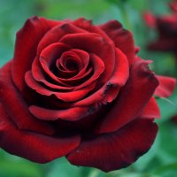 Одна роза из Сада роз королевы. :: Алиса Павлова