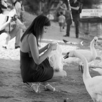 Вечно голодные лебеди :: Valeria Ashhab