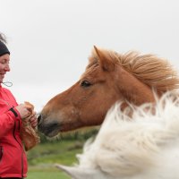 Фото с исландскими лошадками :: Геннадий Мельников