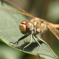 Odonata) :: Сергей Ко