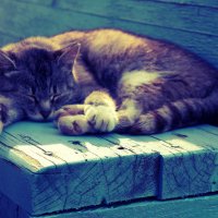 A sleeping cat :: Kate Lex