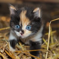 трехцветный котенок) :: юлия морус