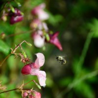 Пчела, подлетающая к цветку :: Ольга 