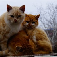 Коты на даче :: Иван Начинка