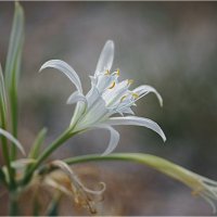 Морская лилия ( панкрациум, морской (Pancratium maritimum) ) :: Алла Allasa