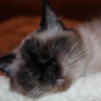 Кошка спит :: Ольга 