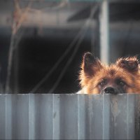 Жизнь за забором. :: Алексей Хаустов