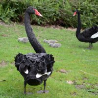 Black swan :: Raya Z