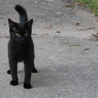 черный кот :: Ольга 