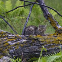 Кот ученый :: Ульяна Северинова Фотограф