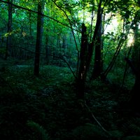Таинственный лес :: Евгения Беденко