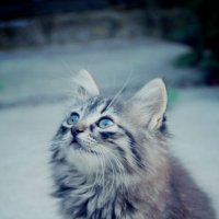 Мой пушистый кот! :: Анна Демьяненко