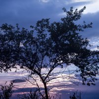Силуэт дерева на закате :: Олег Окселенко
