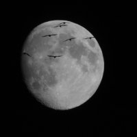 Птицы на фоне Луны :: Николай ntv