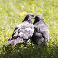 Счастливая семья голубей :: Максим Болотов