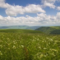 Альпийские луга. :: Леонид Сергиенко