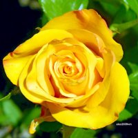 Роза жёлтая, роза изящная, аромата необычайного! :: Александр Машков (alex2009vm)