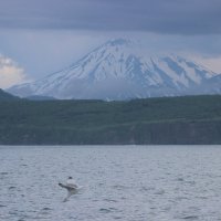 Вид на Корякский вулкан :: Дмитрий Солоненко