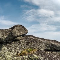 Собакевич :: Ник Васильев