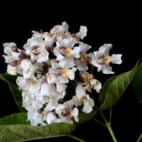 Catalpa :: Dr. Olver ( ОлегЪ )