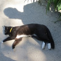 Жизнь полна удивительного:  в момент трансформации-расслабления кот отбрасывает человеческую тень :: Алекс Аро Аро
