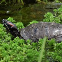 Самая крупная черепаха в пруду Аптекарского огорода. :: Татьяна Помогалова