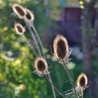 flowers :: Кристина 