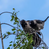 "Дорогуша, а за нами кажется наблюдают!" :: Владимир Безбородов