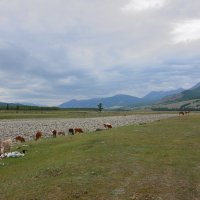 На лугу пасутся .... :: Александр Хаецкий