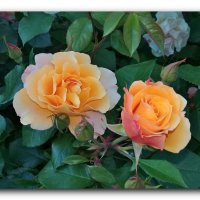 Удивительные розы. :: Чария Зоя 