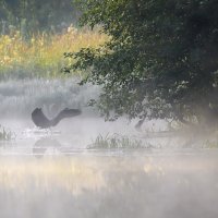 Цапля в тумане :: luchnik 