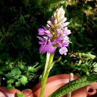 "Лесная орхидея"! :: ирина 