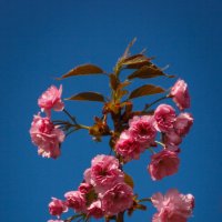 « Ветка сакуры – бархатный розовый цвет, Пара тонких зеленых листков….» :: Андрей Нибылица