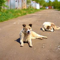 Собака-солнцу улыбака :: Владислав Левашов