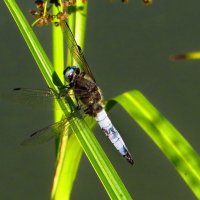 Стрекоза.Orthetrum cancellatum - Ортетрум решетчатый. Старая особь. :: vodonos241 