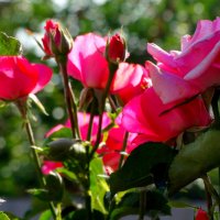 Июньское утро в розах... :: Тамара (st.tamara)