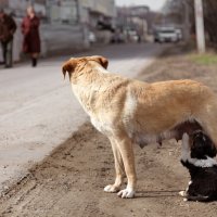 Люди и собаки-1 :: Наталья Киоссе