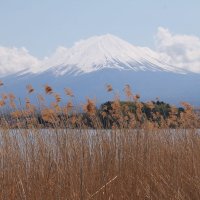 Япония. Кавагучико. Парк Оиши. :: Виктория 