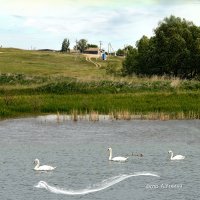 Белый лебедь на пруду. :: Анатолий Уткин