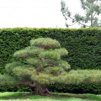 Мини-сосенка у входа в Японский сад :: Валерий Новиков