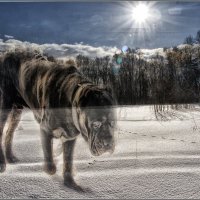 Брату меньшему посвящается..... :: Юрий Яньков