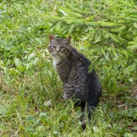 Котофей - Дворовый Кот :: Олег Савин