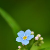 Лето с незабудками :: Татьяна Соловьева