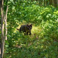 Котэ :: Владислав Левашов