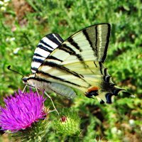 *Подалирий (лат. Iphiclides podalirius) — бабочка семейства парусников (Papilionidae) :: vodonos241 