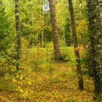 Прогулка по осеннему лесу :: Игорь Сикорский