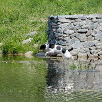 Чемпион по прыжкам в воду! :: Владимир Безбородов