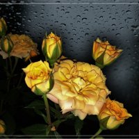 Жёлтые розы :: °•●Елена●•° ♀