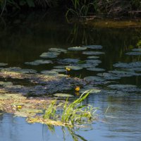 Чистая вода. :: Владимир Безбородов